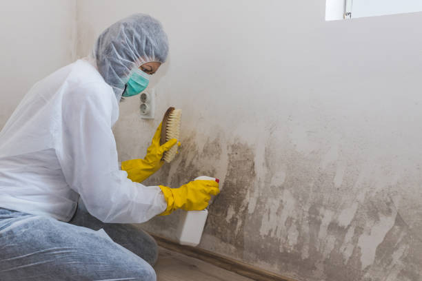 Professional Mold Removal in East Troy, WI